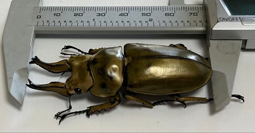 【昆虫標本】ローゼンベルグオウゴンオニクワガタ♂73㍉