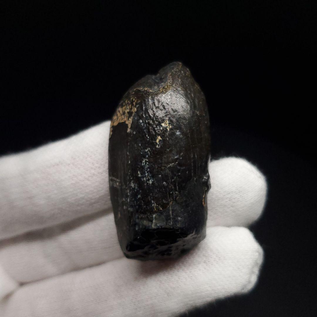 極上 ジョバリア 歯 化石 本物 モロッコ産 41.18mm fr146