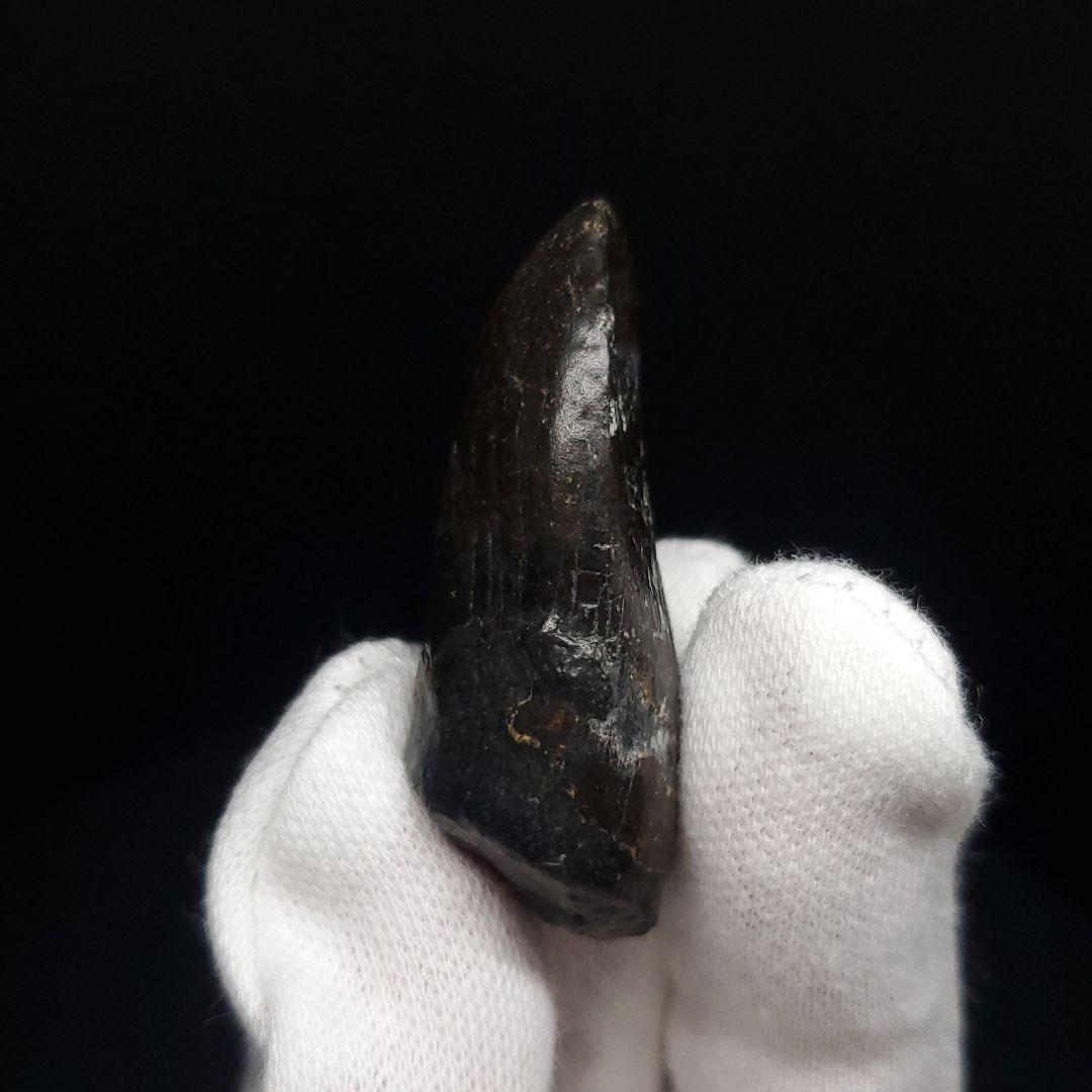 極上 ジョバリア 歯 化石 本物 モロッコ産 41.18mm fr146