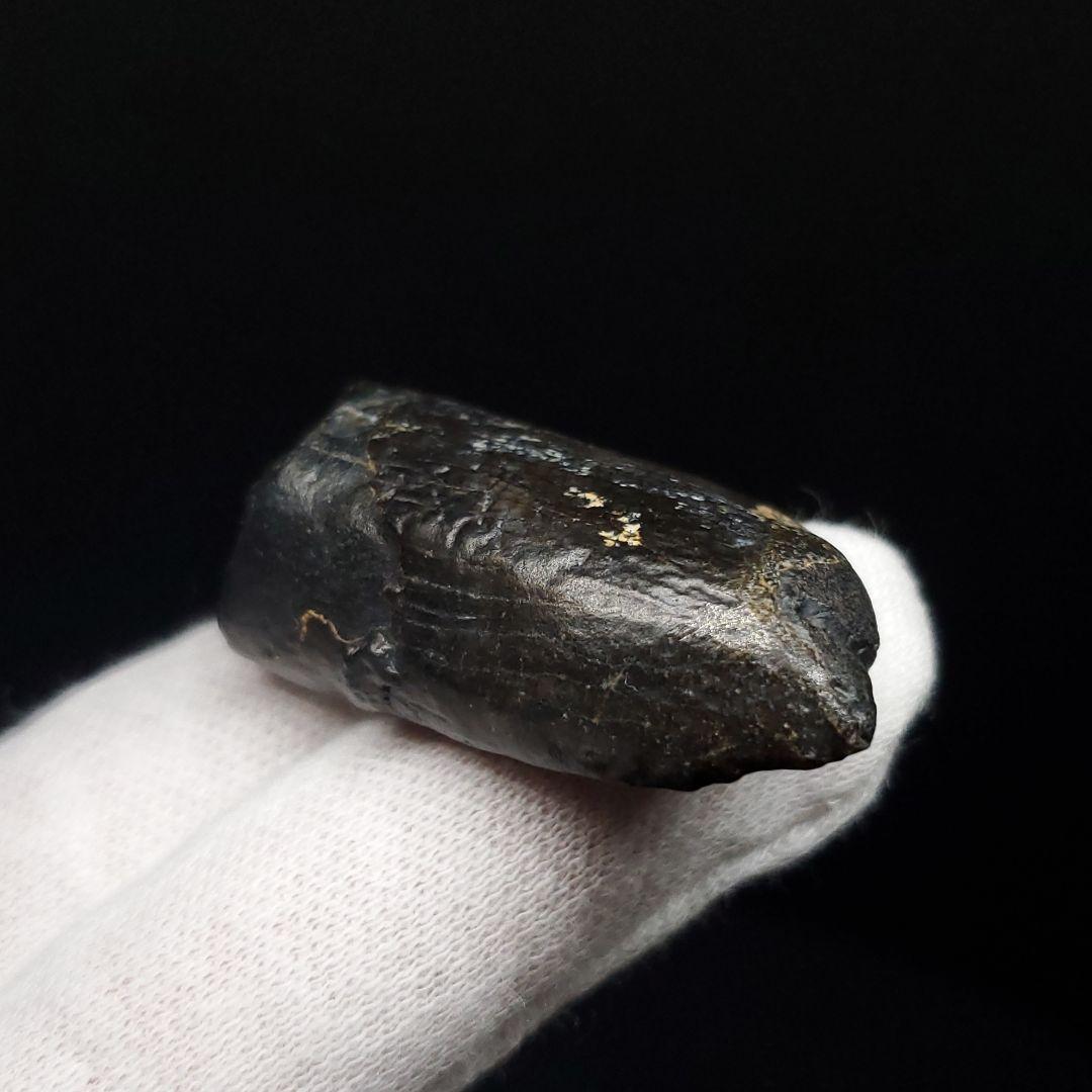 極上 ジョバリア 歯 化石 本物 モロッコ産 41.18mm fr146