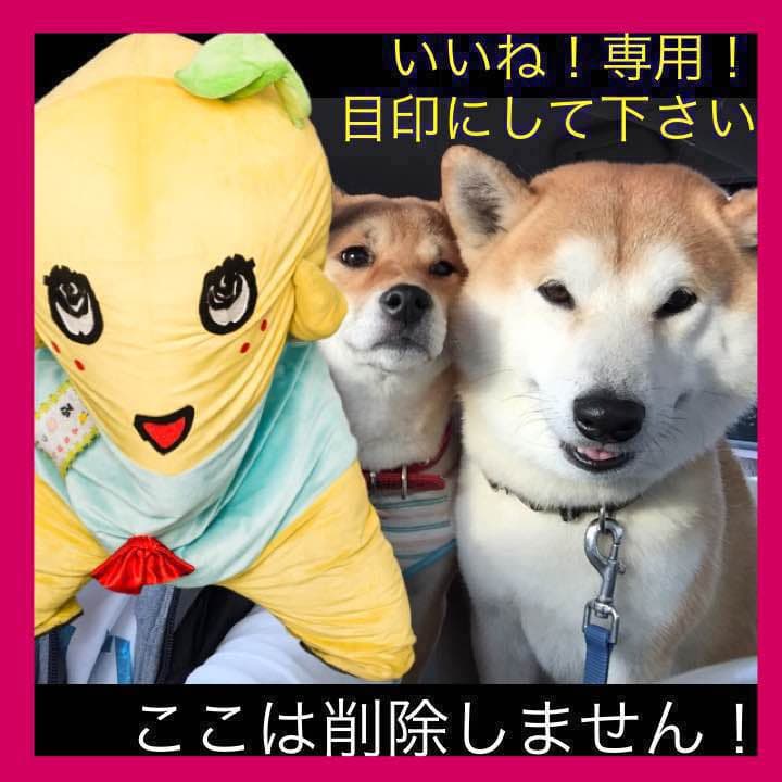 いいね！専用！