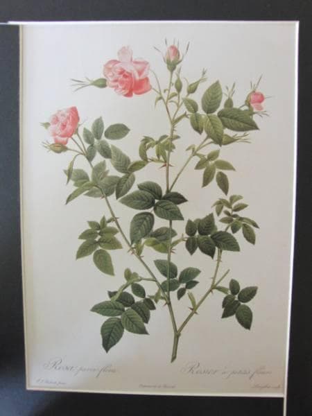 Pierre-Joseph Redout、The Roses48