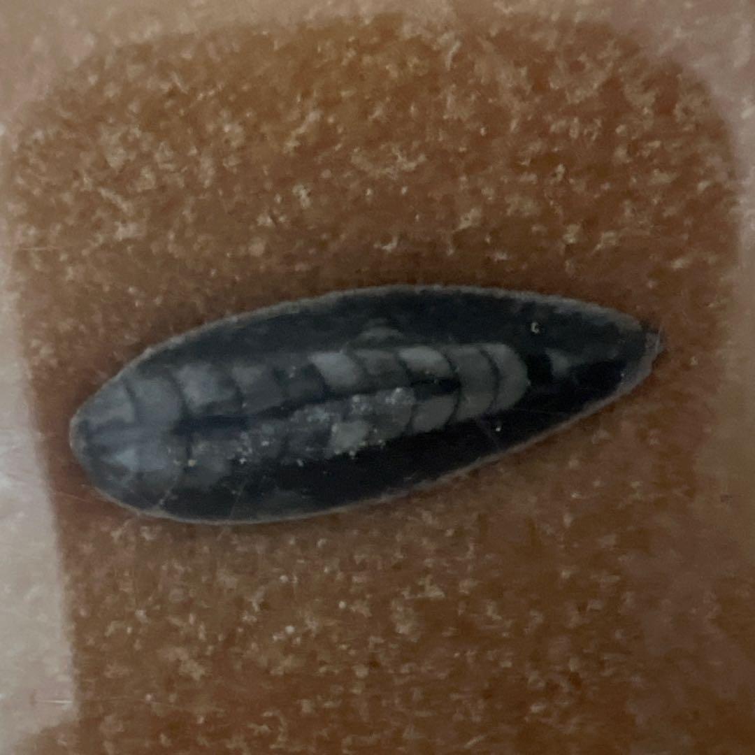 珍しい石&化石 セット アマゾナイトetc