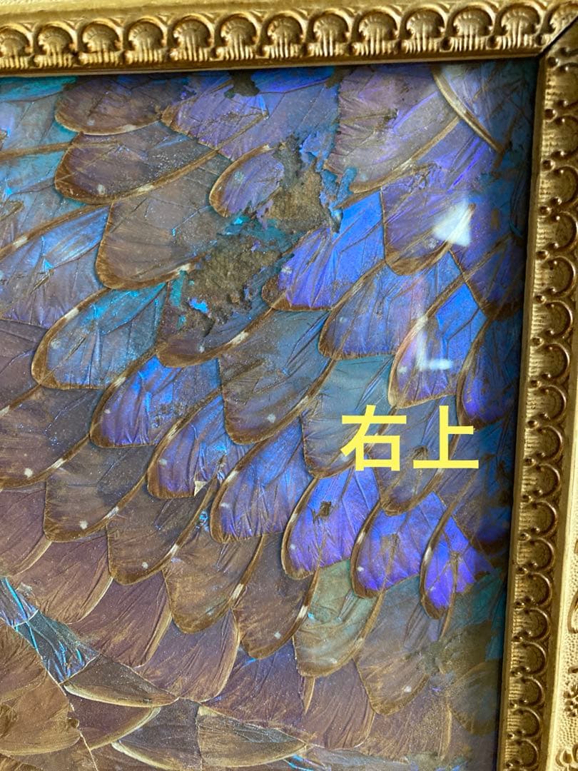 モルフォ蝶　大型額入り美術品　 約49cm✖️69cm