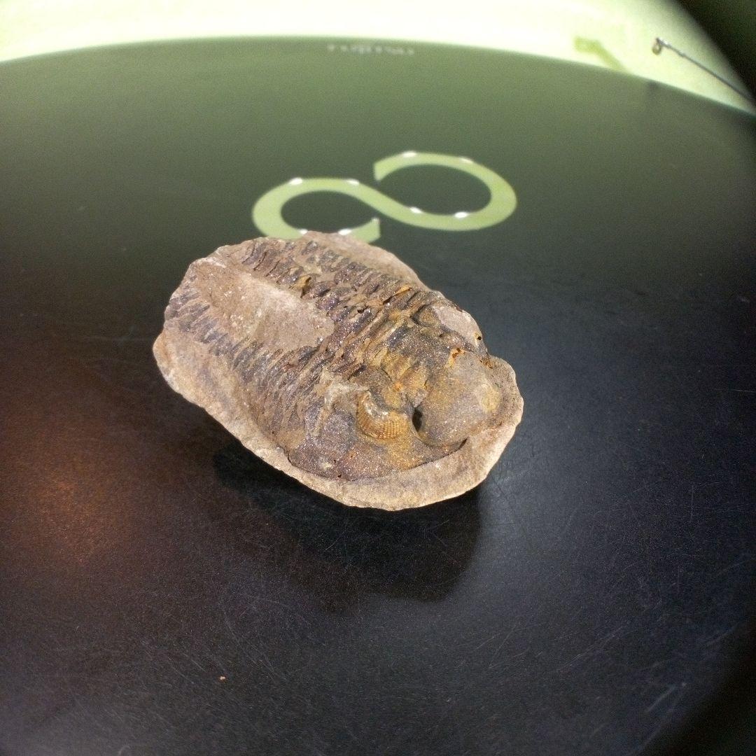 三葉虫　化石　ボリビア産　南アメリカ　trilobite　南米産fossil③