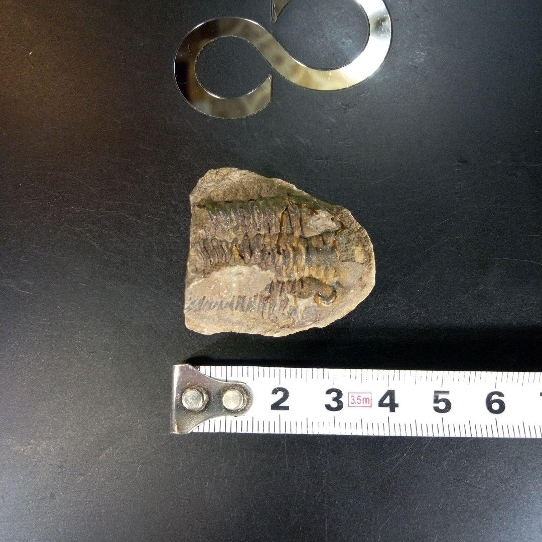 三葉虫　化石　ボリビア産　南アメリカ　trilobite　南米産fossil③