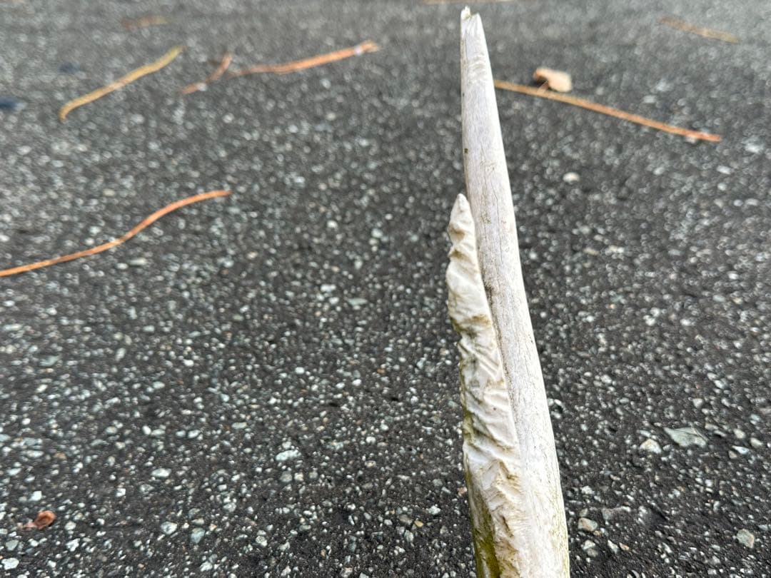 鹿の角 おもちゃ 【１６本】ランダム 左右非対称