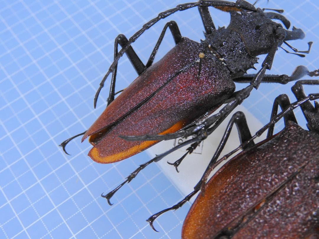 Pasalidognathus modestus　69mm 62mm