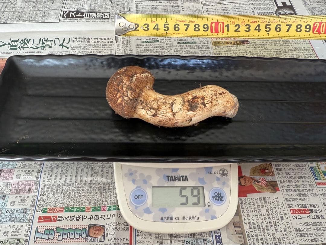 松茸　北海道　500g 送料込