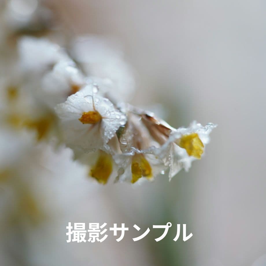 レンズ(単焦点) TAMRON 90mm F/2.8 Di MACRO 1:1 USD