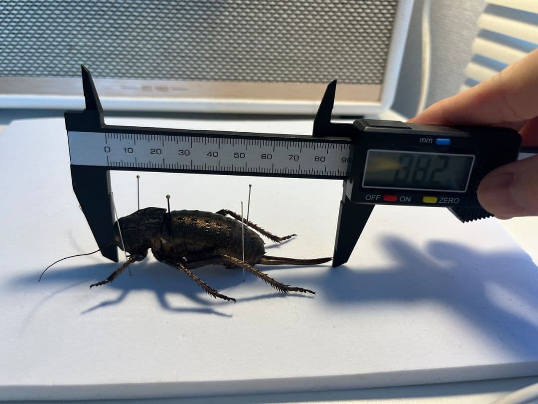 【88mm♀】ヨロイコロギス Bradyporus リオック 直翅類 標本