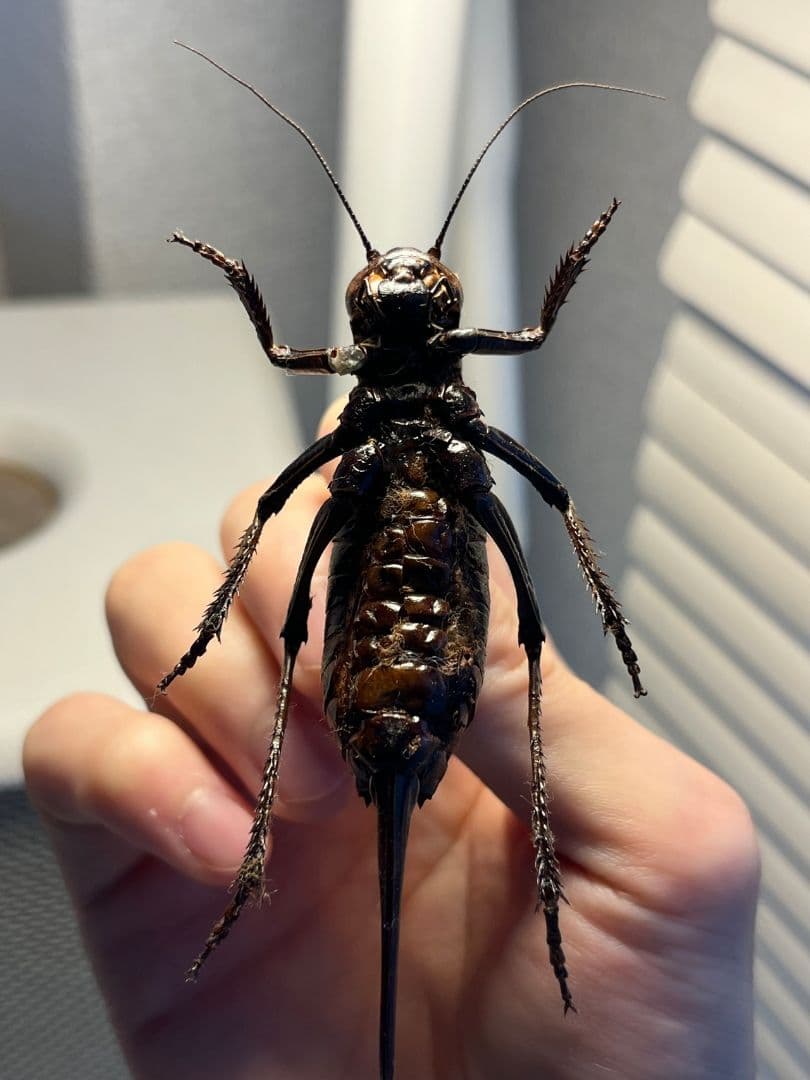 【88mm♀】ヨロイコロギス Bradyporus リオック 直翅類 標本