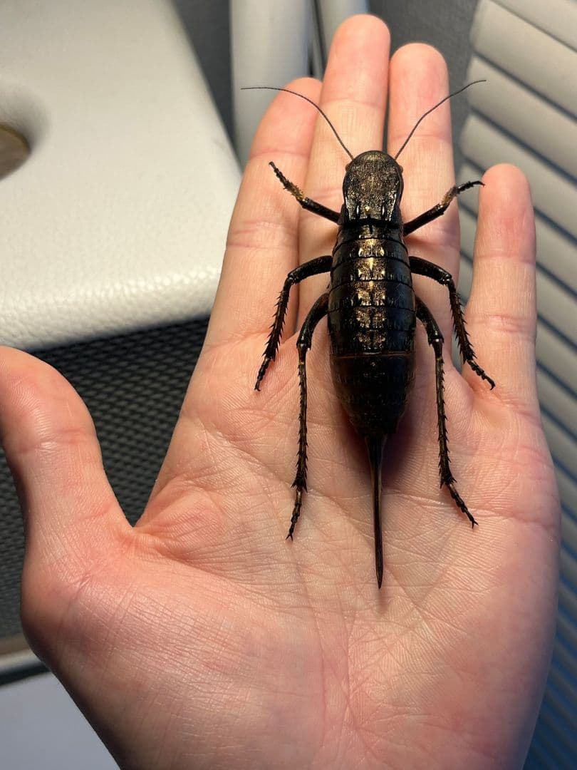 【88mm♀】ヨロイコロギス Bradyporus リオック 直翅類 標本