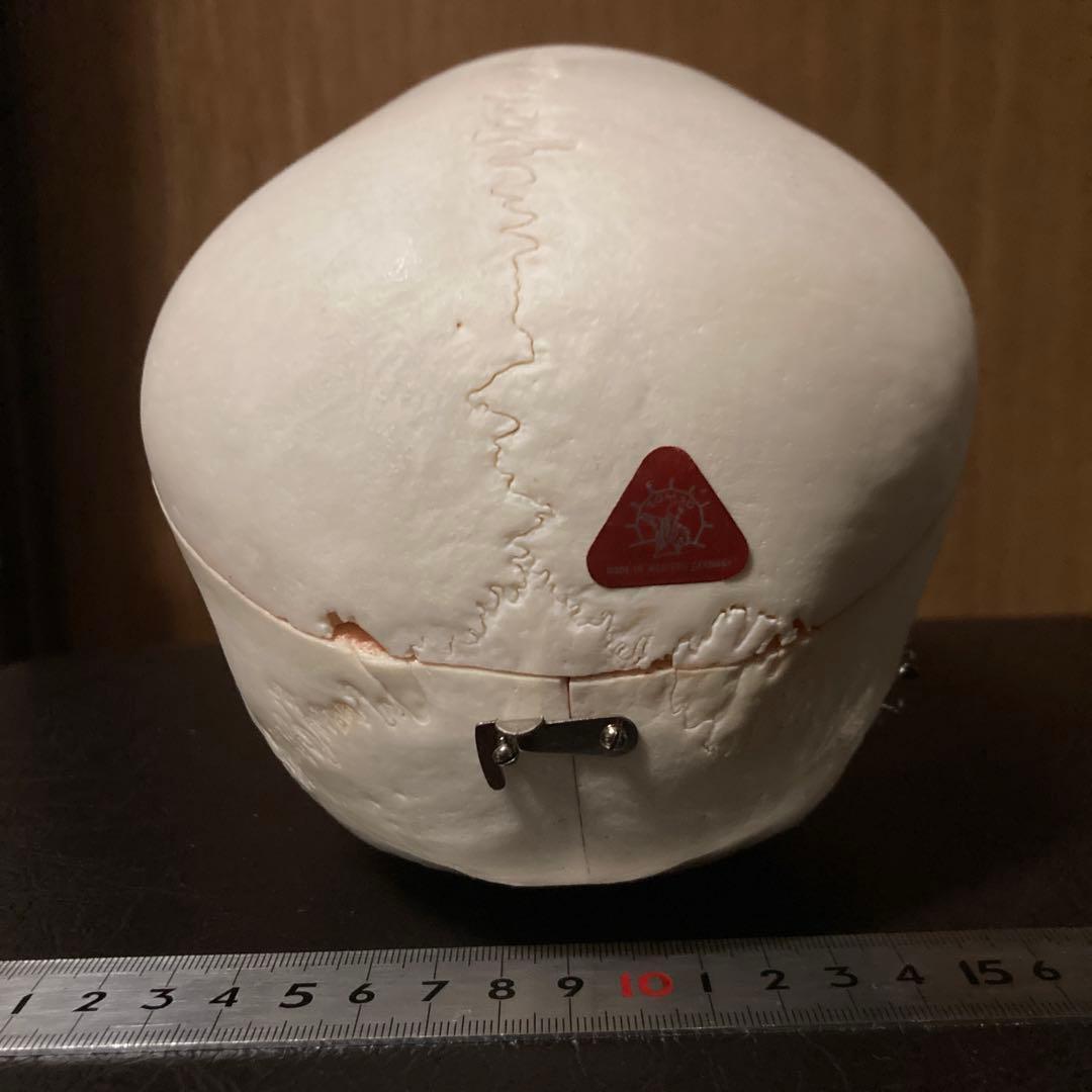 頭蓋骨　模型　解剖学