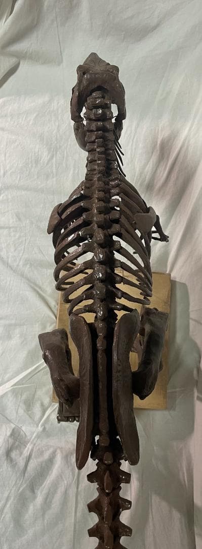 木彫　Tyrannosaurus rex 1/10　全身骨格模型 約97cm