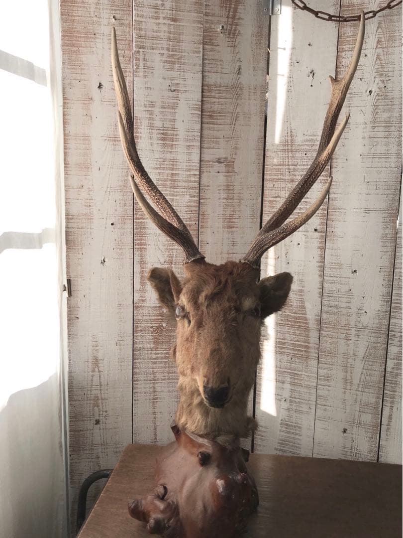 ヴィンテージ　鹿　剥製　土台付き