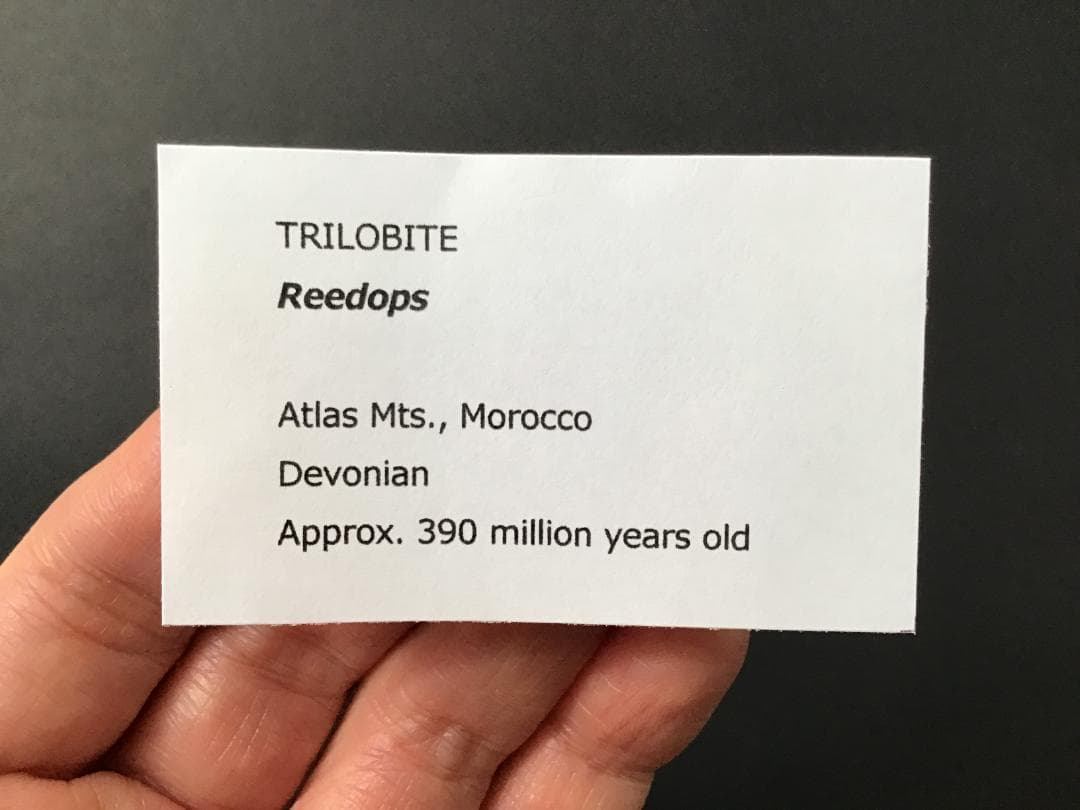 リードプス [PH101] 三葉虫 化石 ファコプス