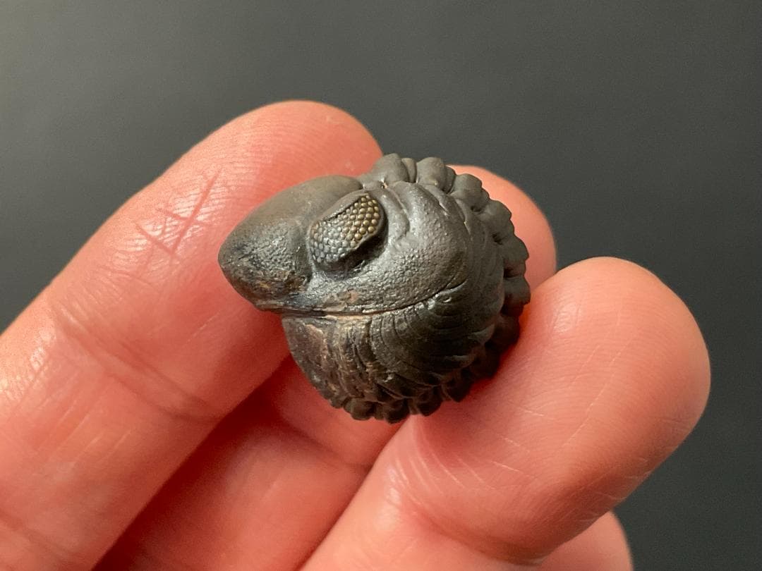 リードプス [PH101] 三葉虫 化石 ファコプス