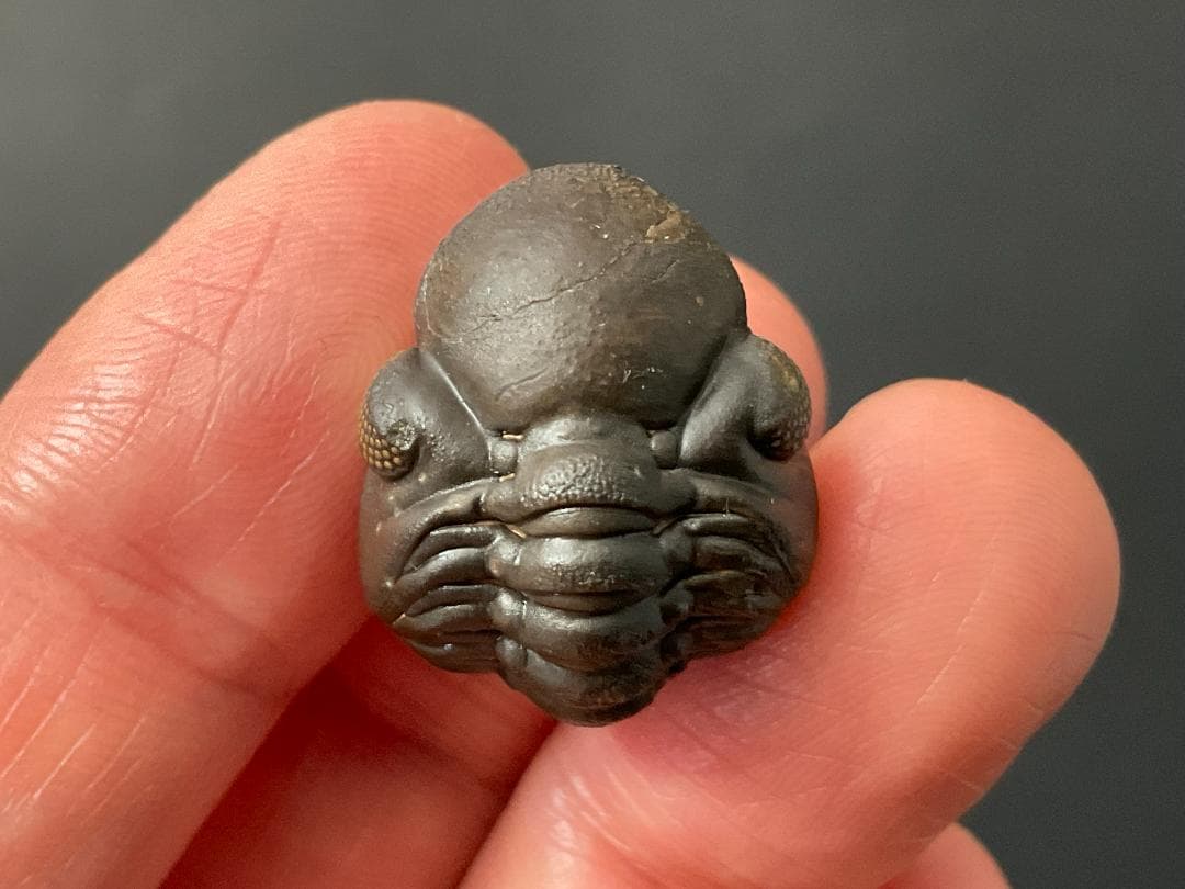 リードプス [PH101] 三葉虫 化石 ファコプス