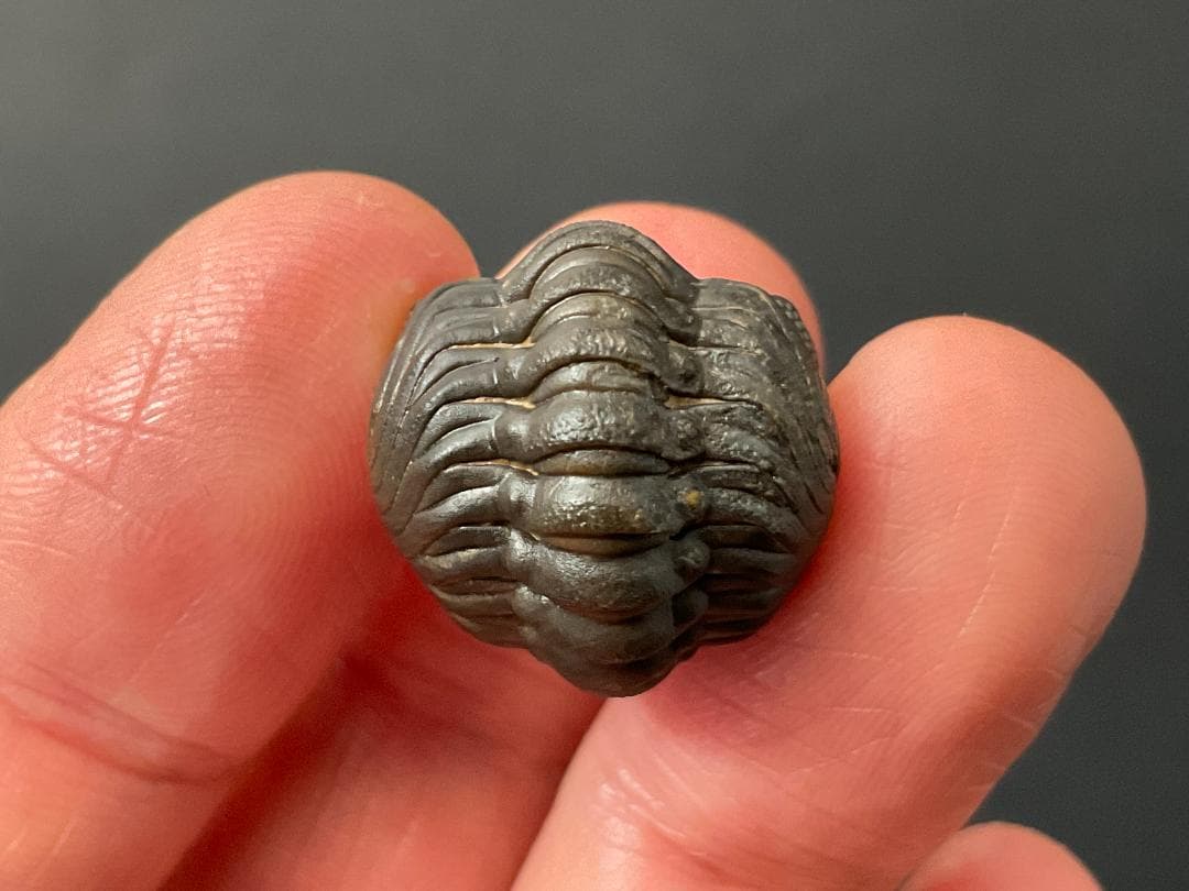 リードプス [PH101] 三葉虫 化石 ファコプス