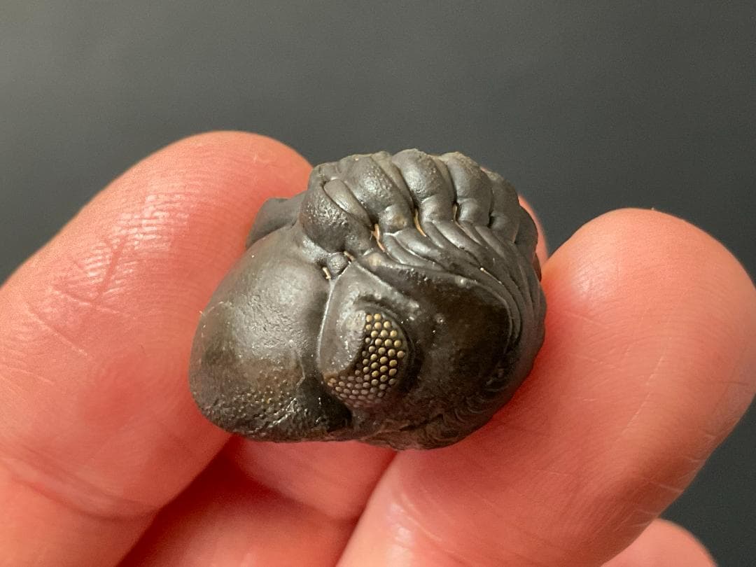 リードプス [PH101] 三葉虫 化石 ファコプス