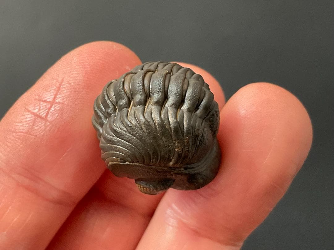 リードプス [PH101] 三葉虫 化石 ファコプス