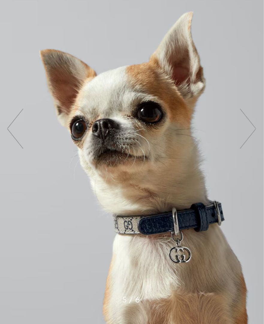 新品GUCCI グッチ エクストラスモール ペット 首輪 XXS ベージュブルー