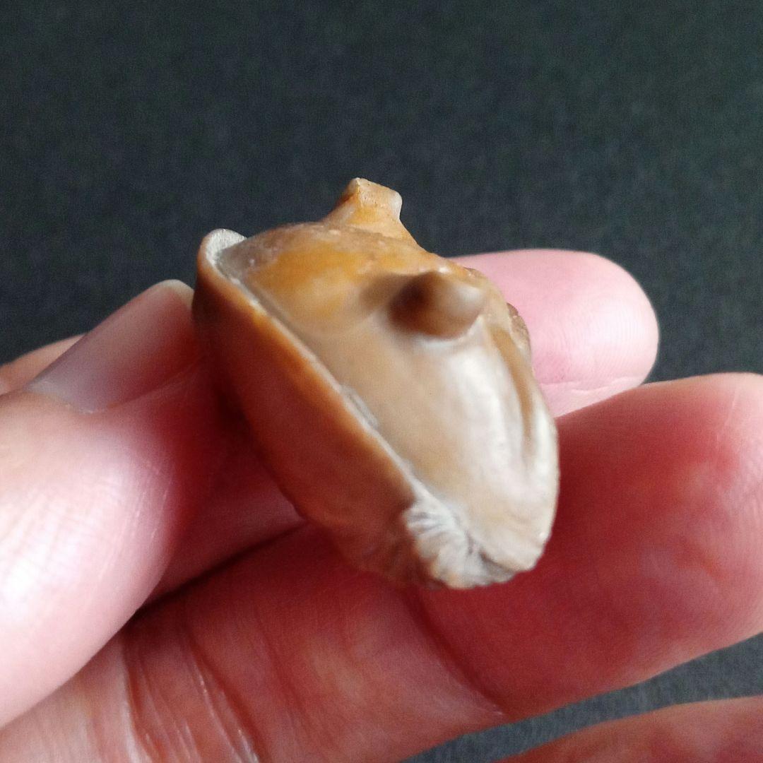 化石　三葉虫　ロシア産　防御姿勢　エンロール　美麗標本　極めて希少