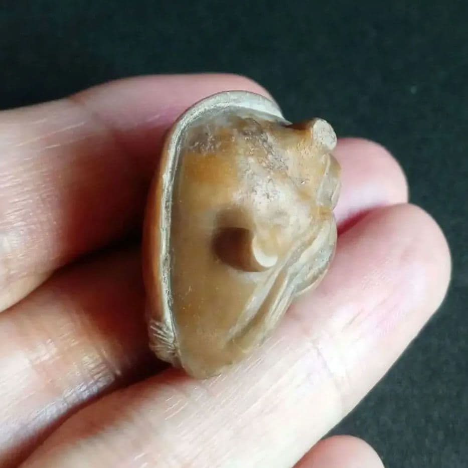 化石　三葉虫　ロシア産　防御姿勢　エンロール　美麗標本　極めて希少