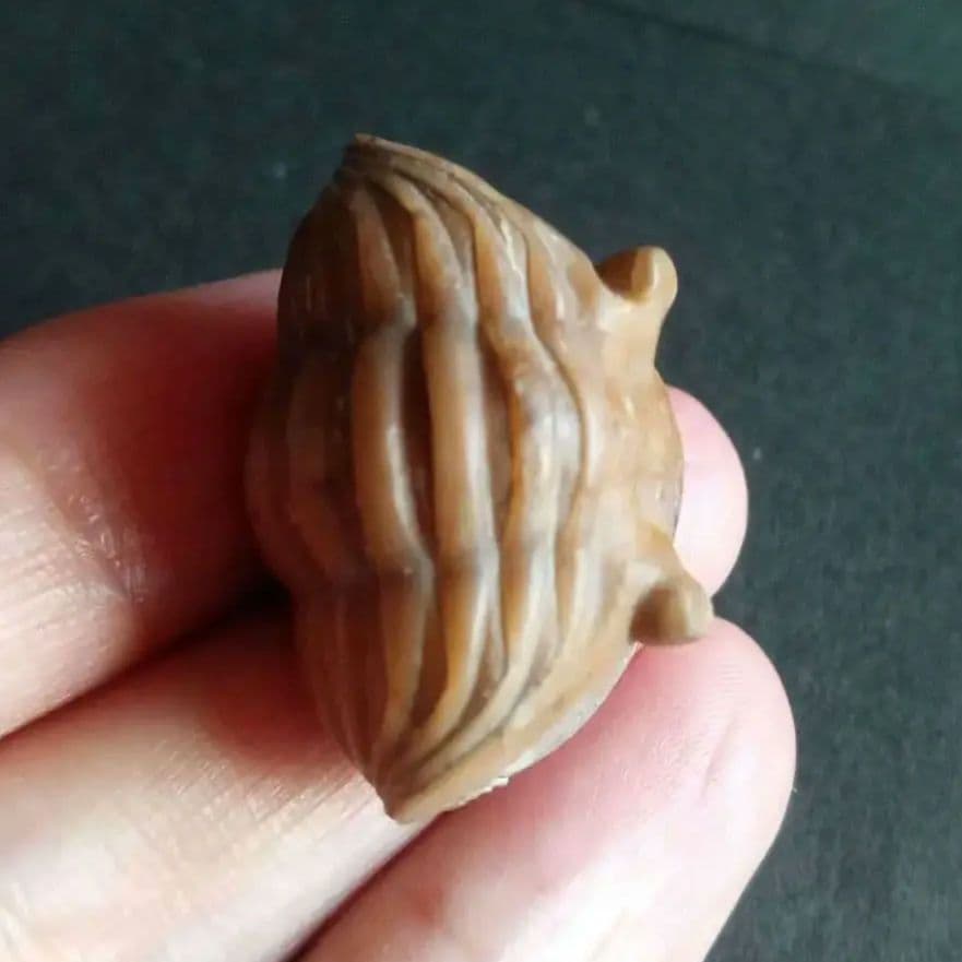 化石　三葉虫　ロシア産　防御姿勢　エンロール　美麗標本　極めて希少