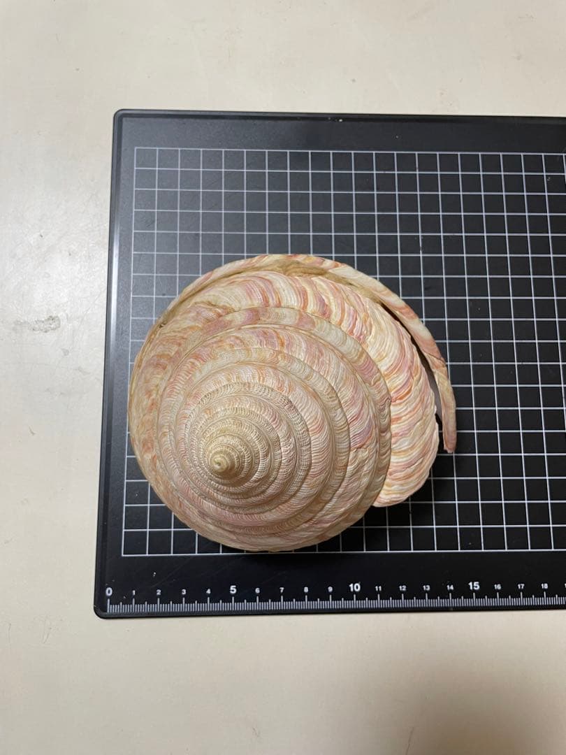 貝殻　標本　オキナエビス　特大