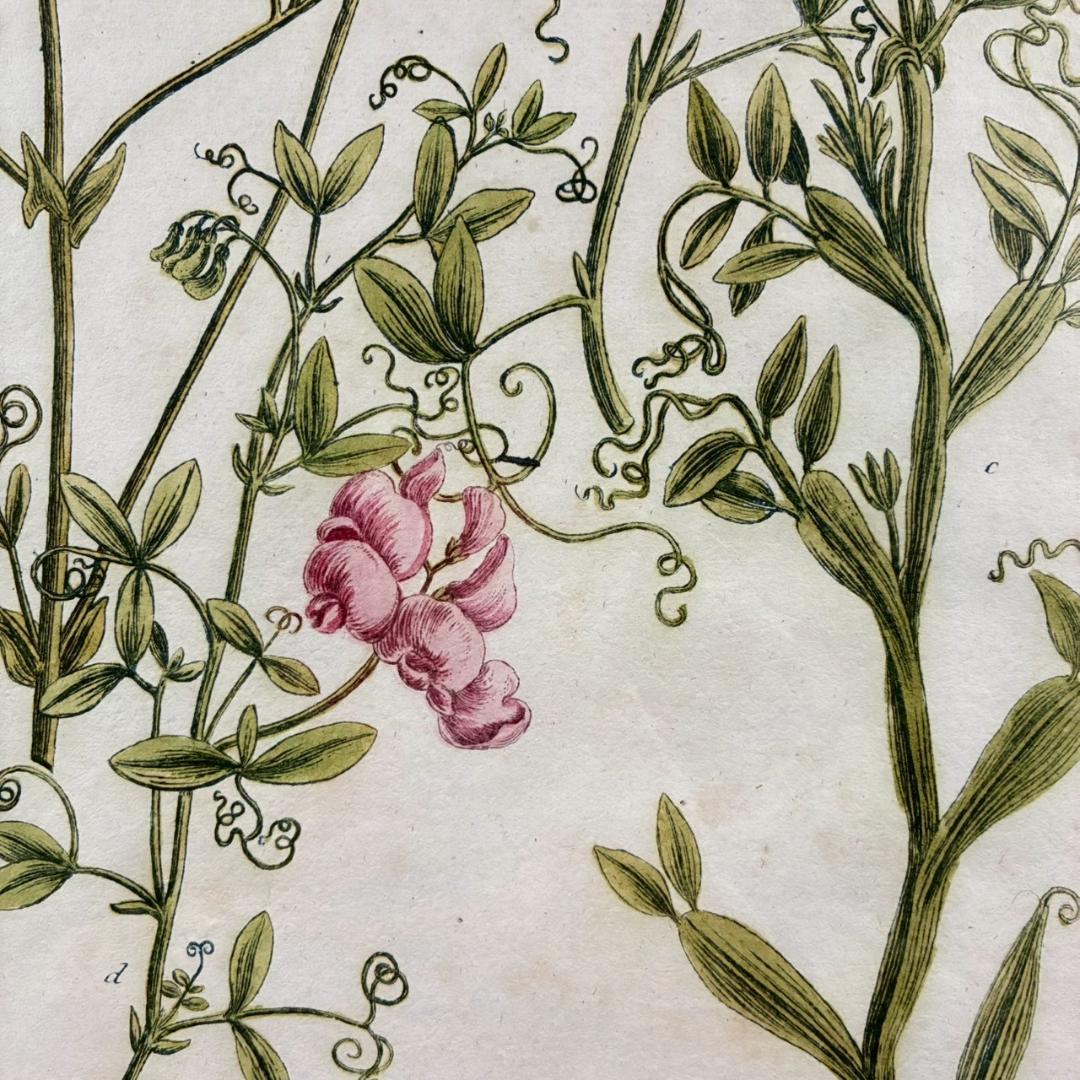 ヨハン・ヴァインマン「スイートピー」銅版画+手彩色 作品保証書有 薬用植物図譜