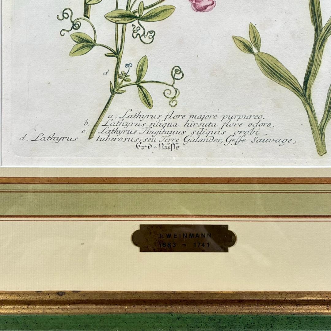 ヨハン・ヴァインマン「スイートピー」銅版画+手彩色 作品保証書有 薬用植物図譜