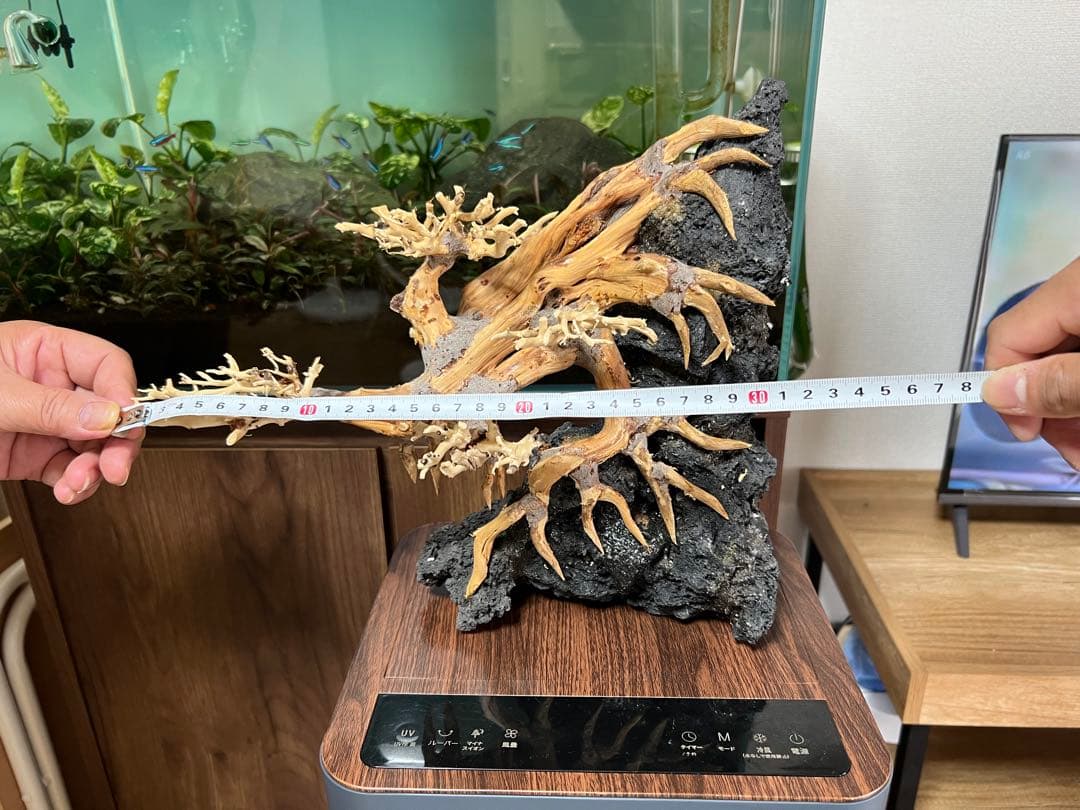 盆栽流木　流木　アクアリウム。ミニ盆栽