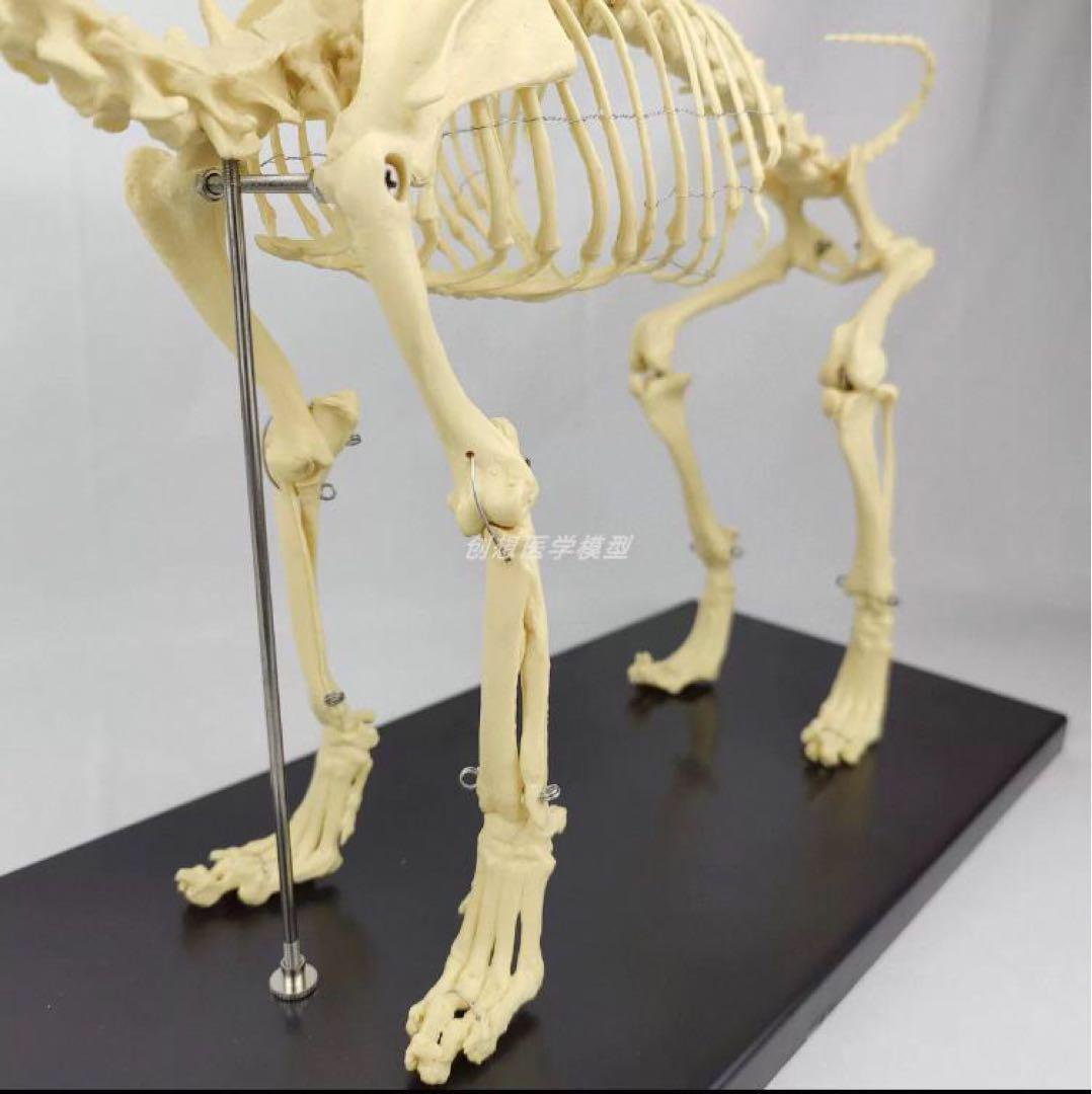 犬の骨格模型 解剖学標本 学習用犬骨格 獣医師やペットケアに最適