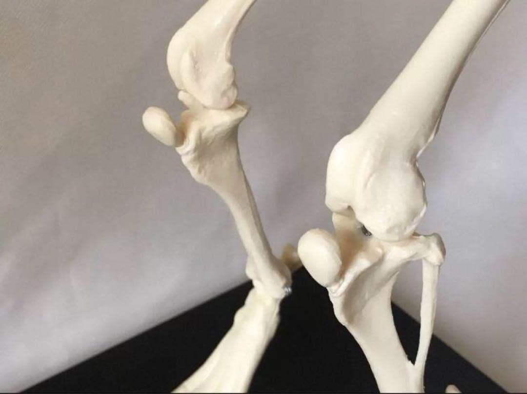 犬の骨格模型 解剖学標本 学習用犬骨格 獣医師やペットケアに最適