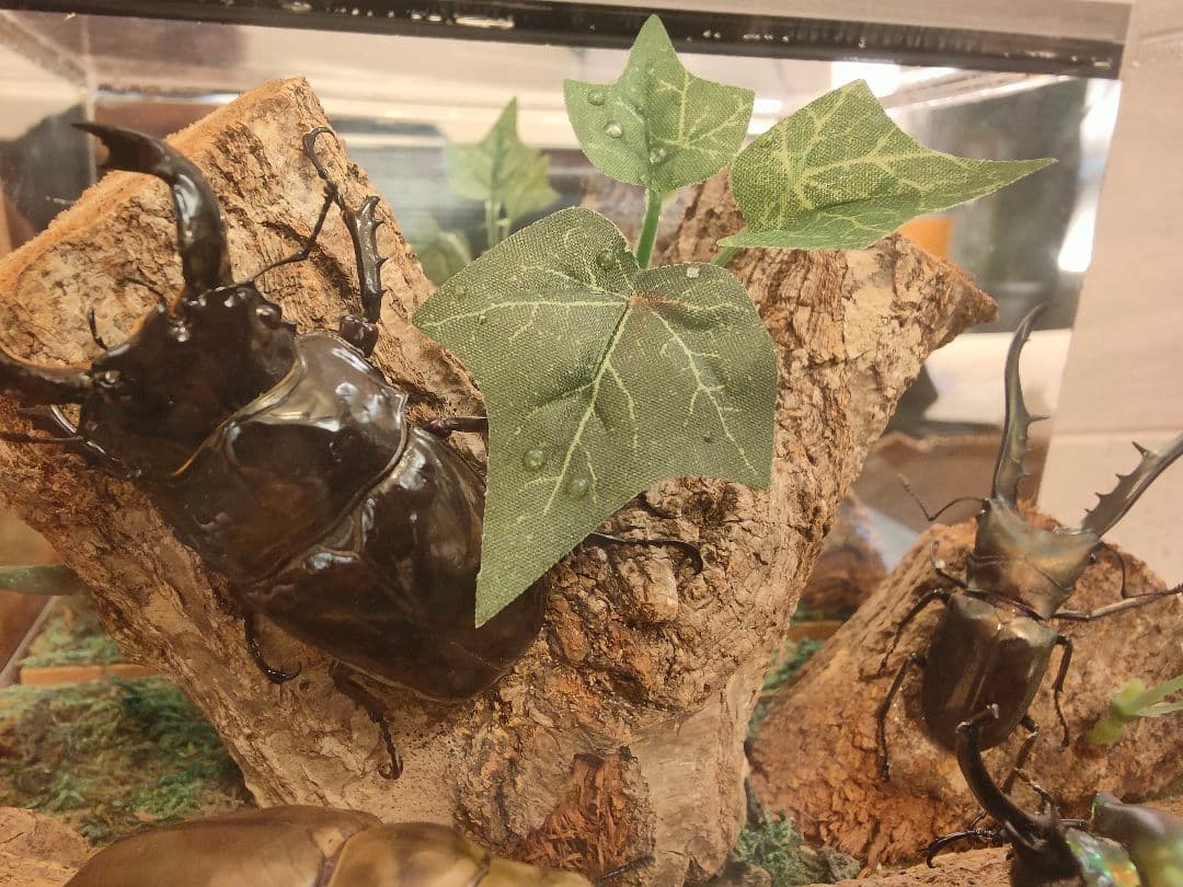 やべべ様 リクエスト 2点 まとめ商品 モルフォ蝶とクワガタの標本セット