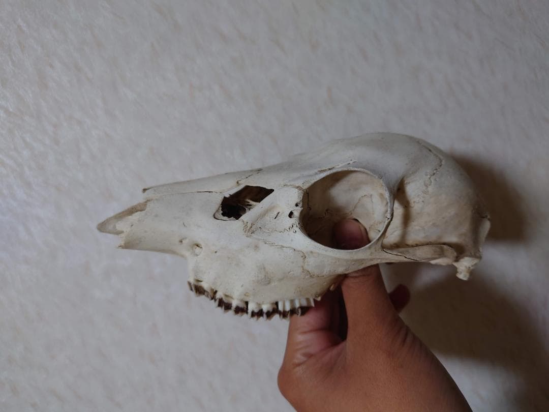 シカの頭蓋骨（小ぶり）