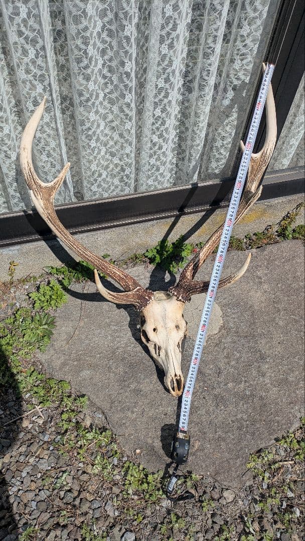 エゾシカ トロフィー