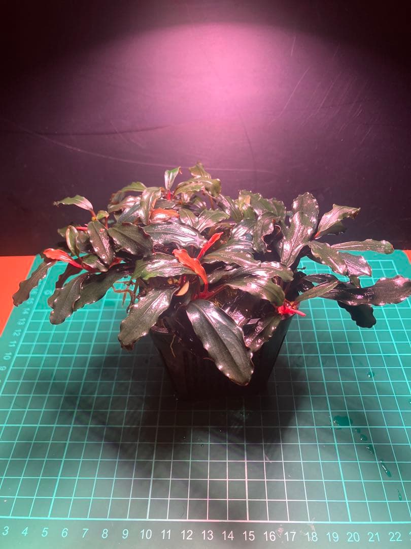 s.k.cさん専用　ブラウニーゴースト2ポット