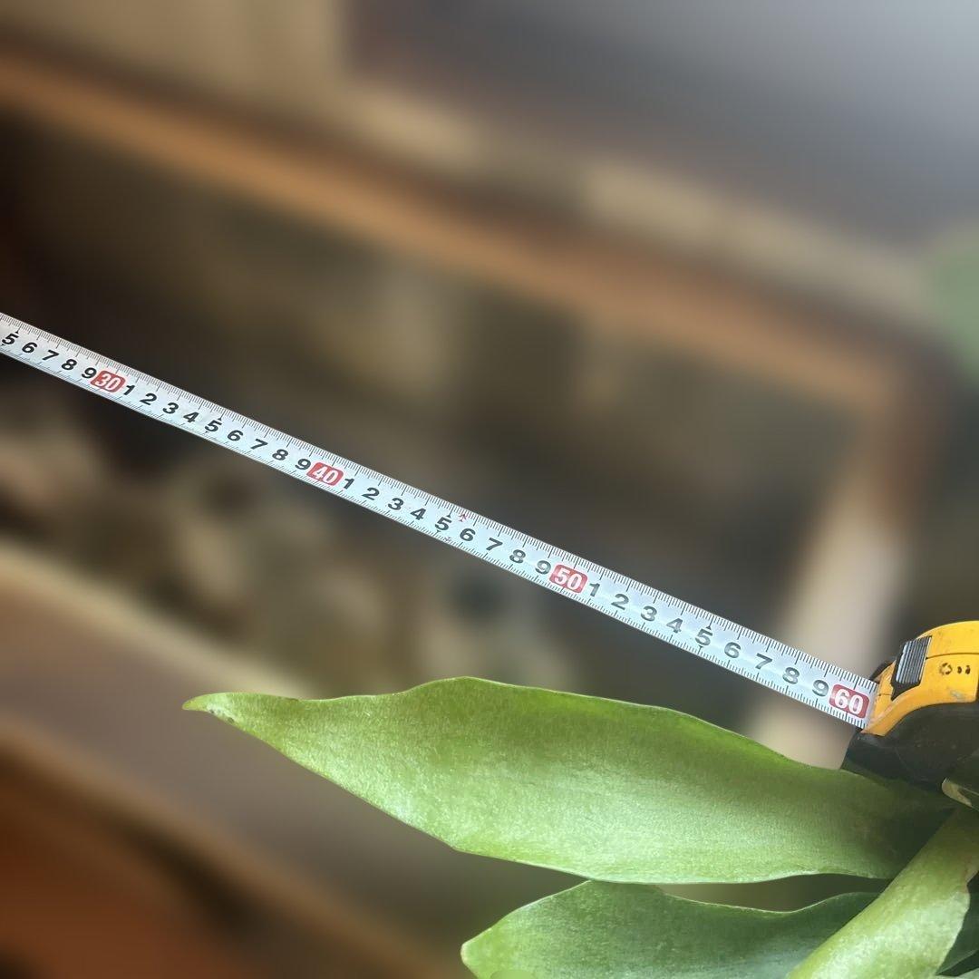 アンティーク　ガラスショーケース　難あり