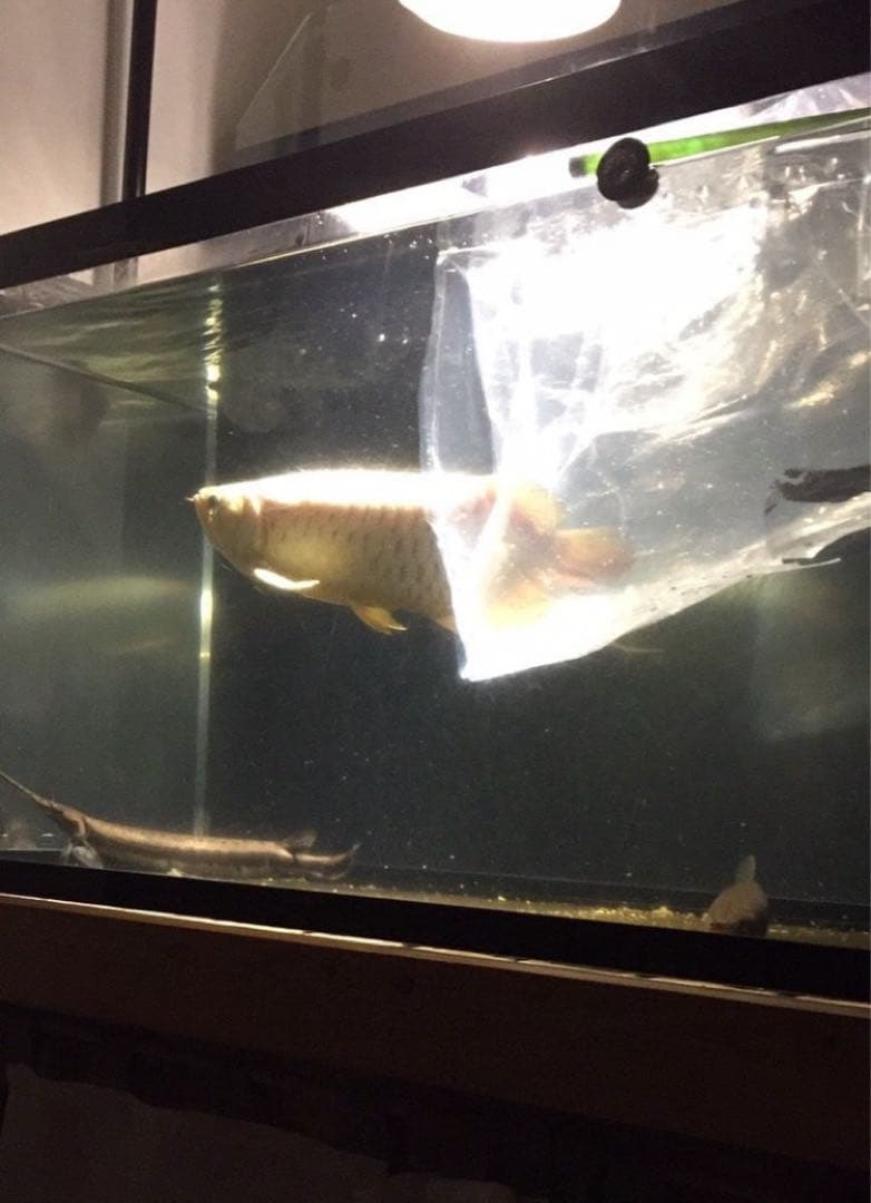 大型アクリル水槽 木製スタンド・上部濾過・ガラス付き1500×600×600