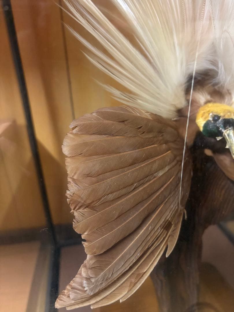 極楽鳥の剥製 置物 ガラスケース入り