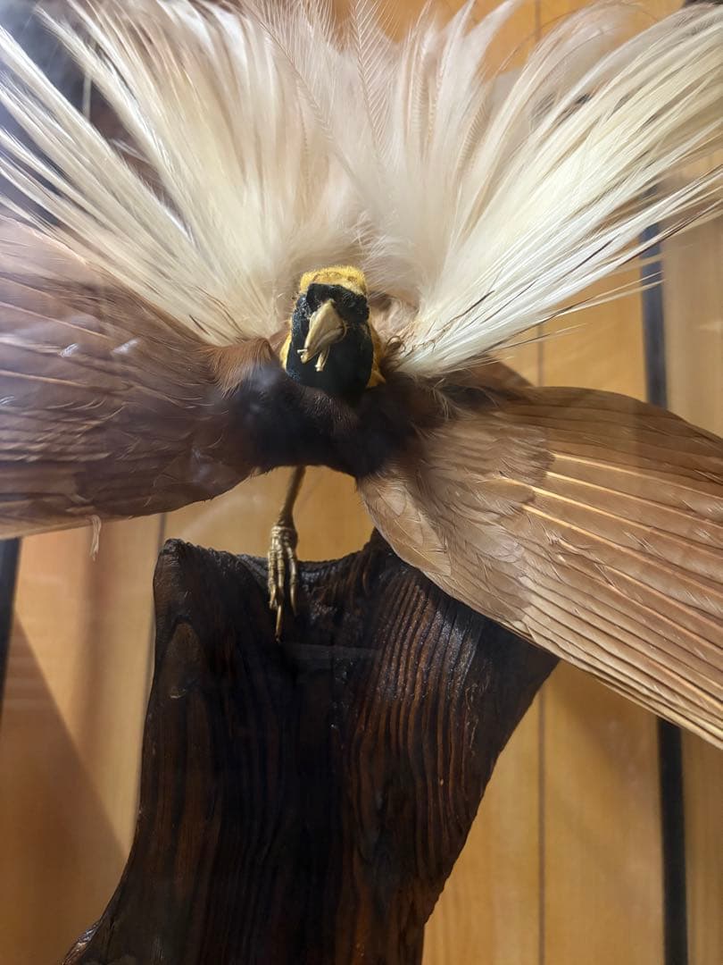 極楽鳥の剥製 置物 ガラスケース入り