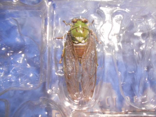 原色日本昆虫図鑑Ⅰ・Ⅱ 箱 フィギュア 6点付 YUJIN