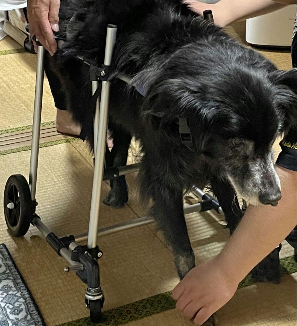 犬用歩行器（犬用車椅子）わんワーク 中型犬