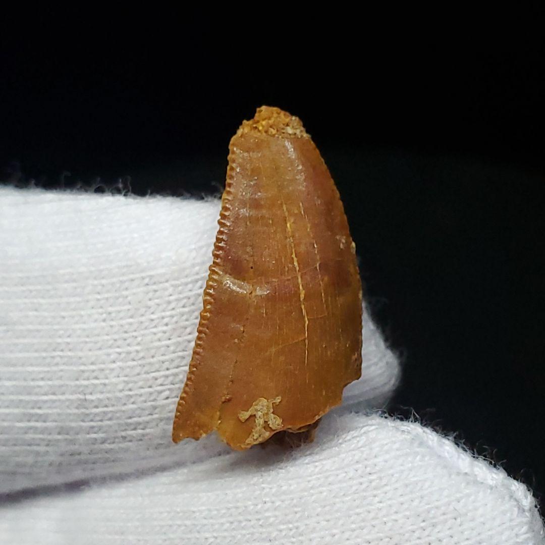 美品 ラプトル 化石 歯 恐竜 本物 モロッコ産 17.45mm fra5