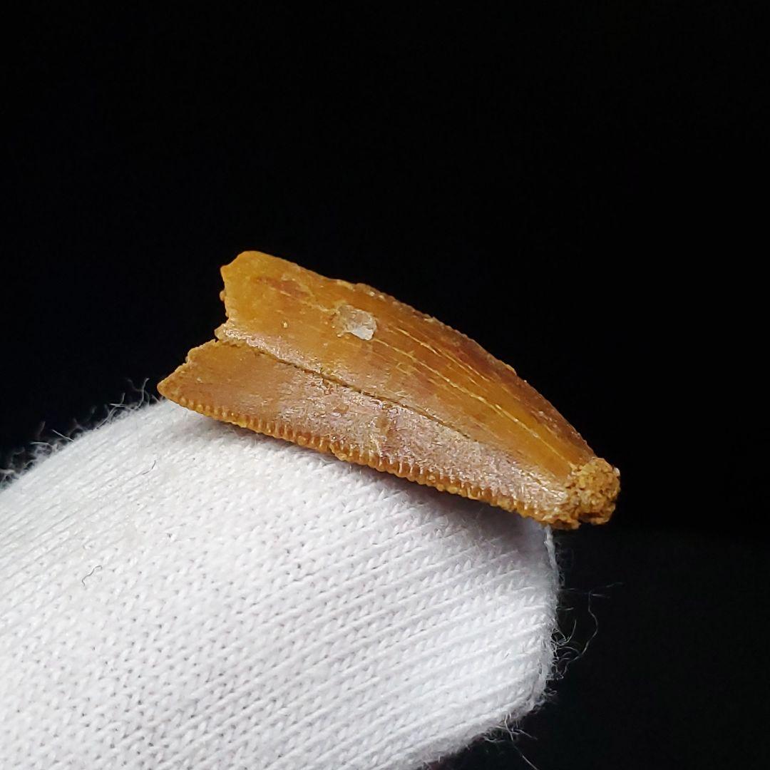 美品 ラプトル 化石 歯 恐竜 本物 モロッコ産 17.45mm fra5