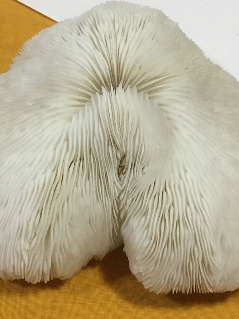 珊瑚の化石でしょうが、❤️なんです。