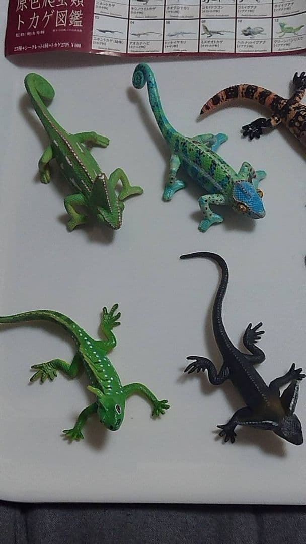 原色爬虫類トカゲ 図鑑　24体セット